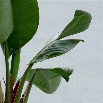 天健棋牌下载手机版