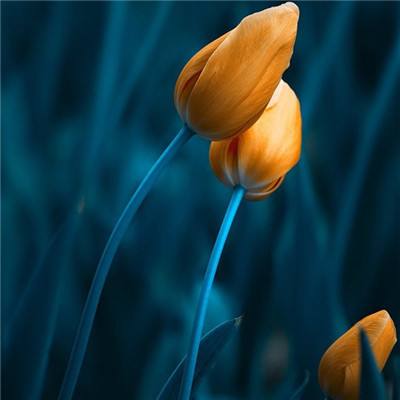 加拿大南宫NG娱乐app下载